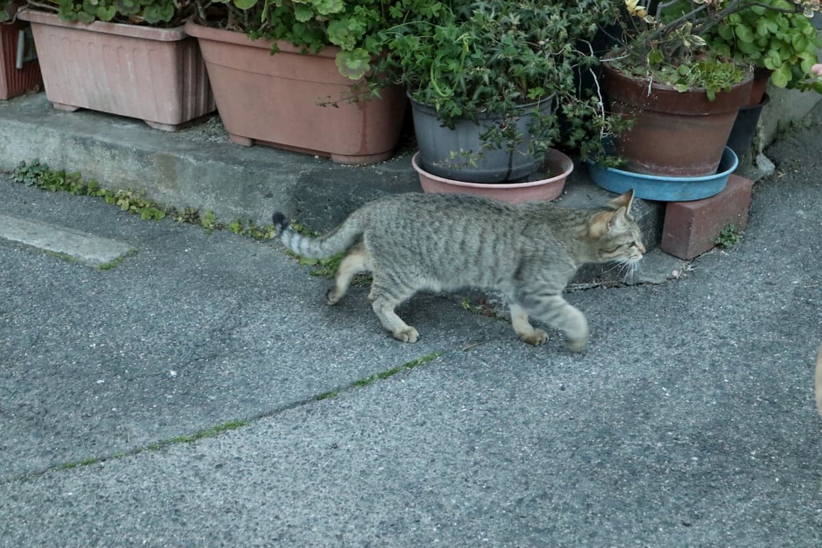 silver-tabby-cat