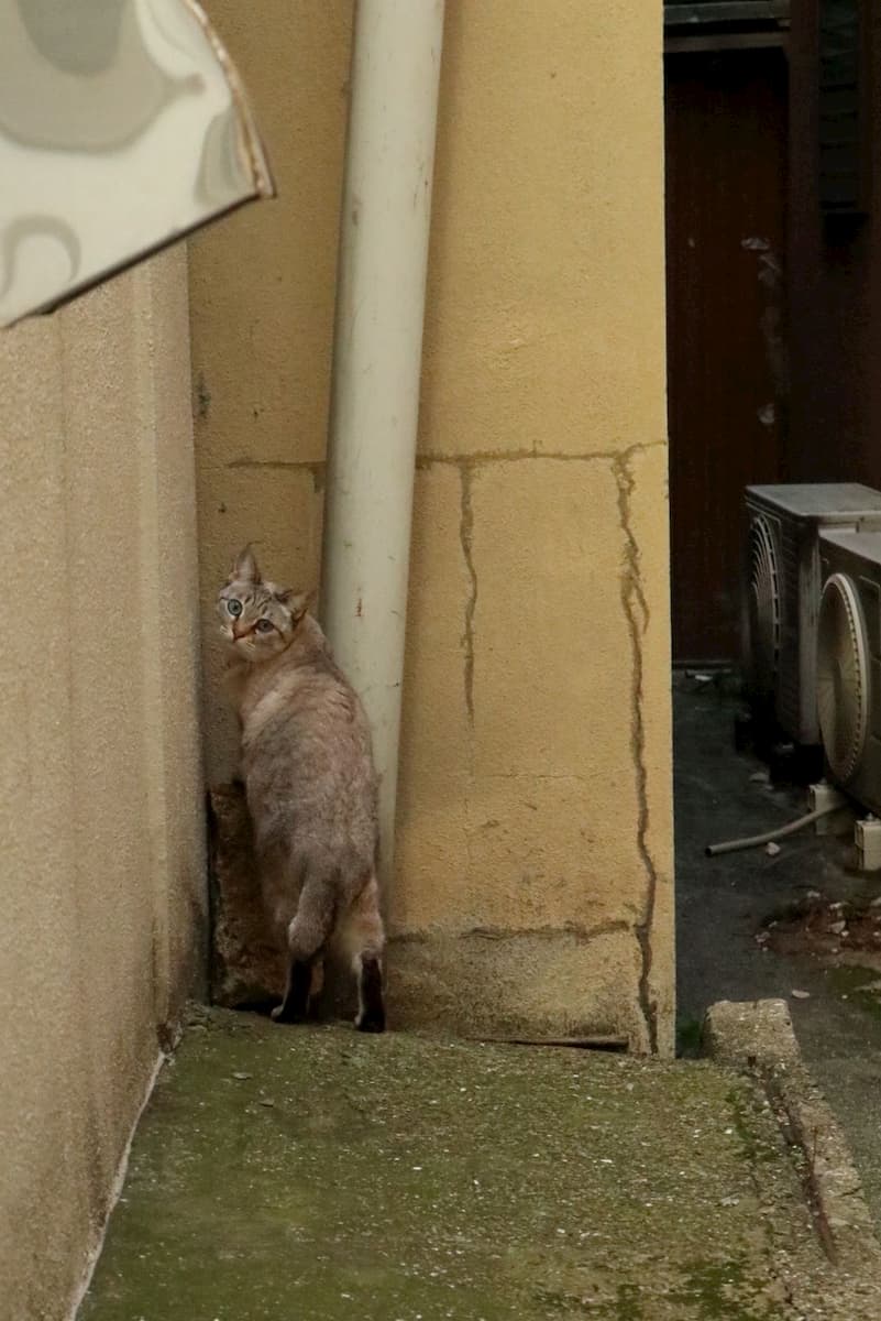 Onomichi-alley-cat