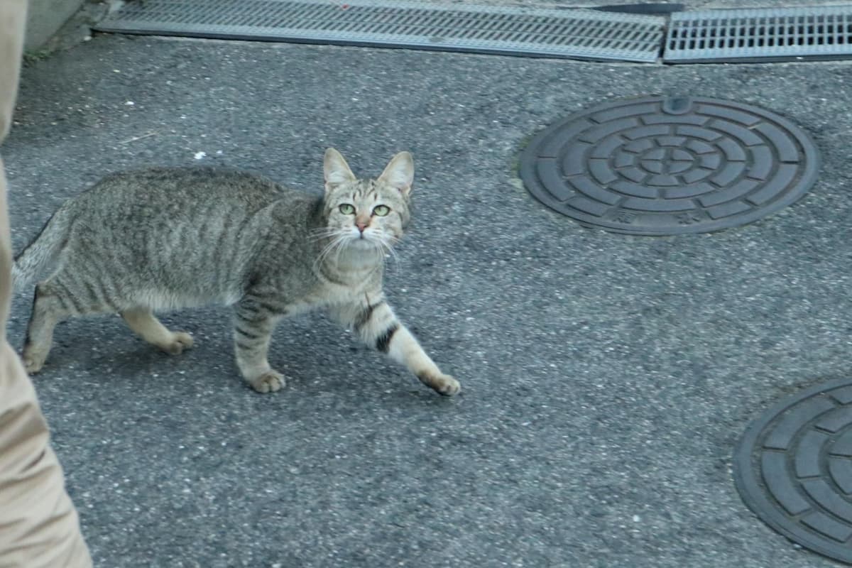 silver-tabby-cat