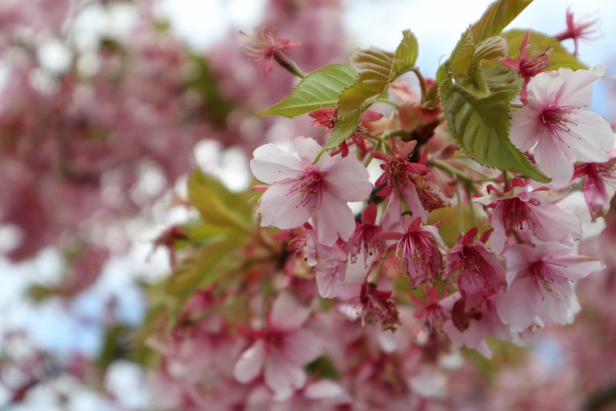 Kawazu-cherry-blossom