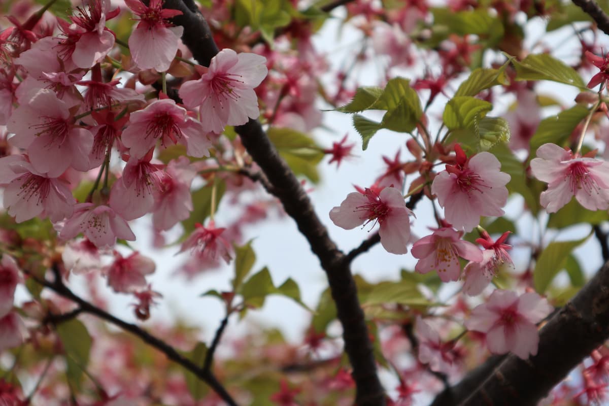 Kawazu-cherry-blossom