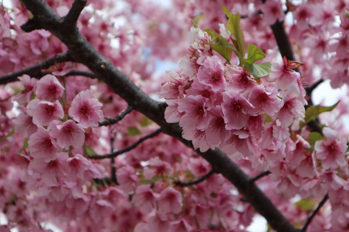 Kawazu-cherry-blossom