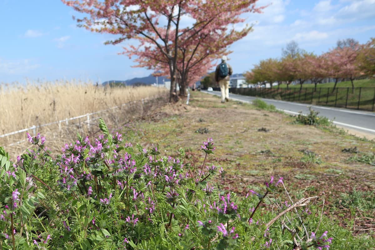 lake-Kojima-Hanakairo