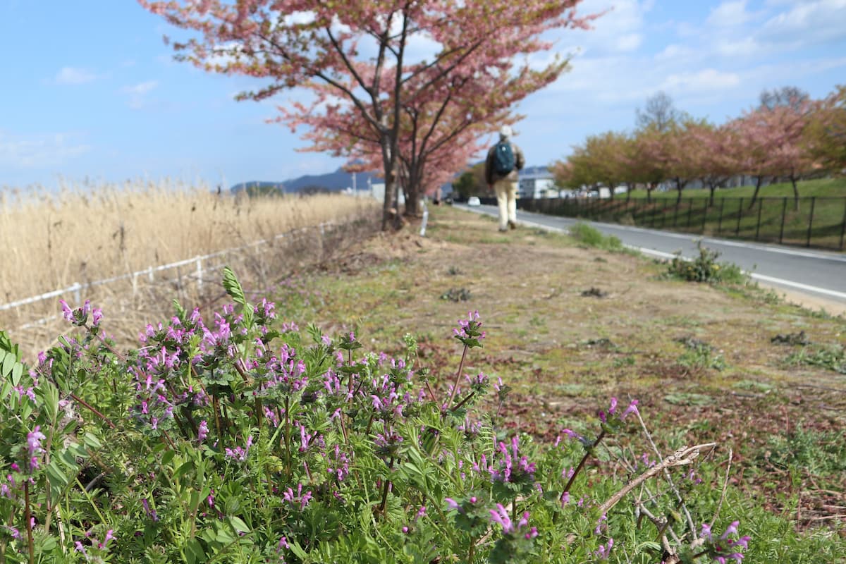 lake-Kojima-Hanakairo