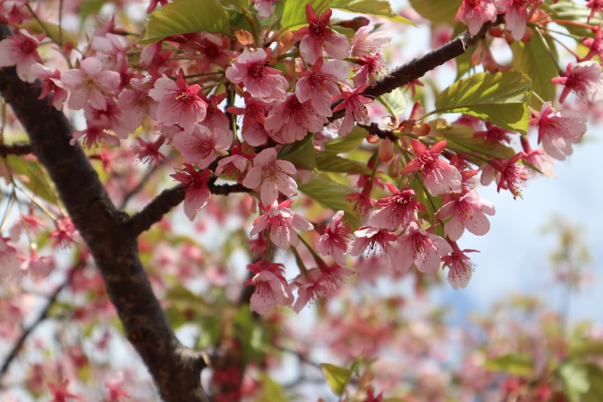 Kawazu-cherry-blossom