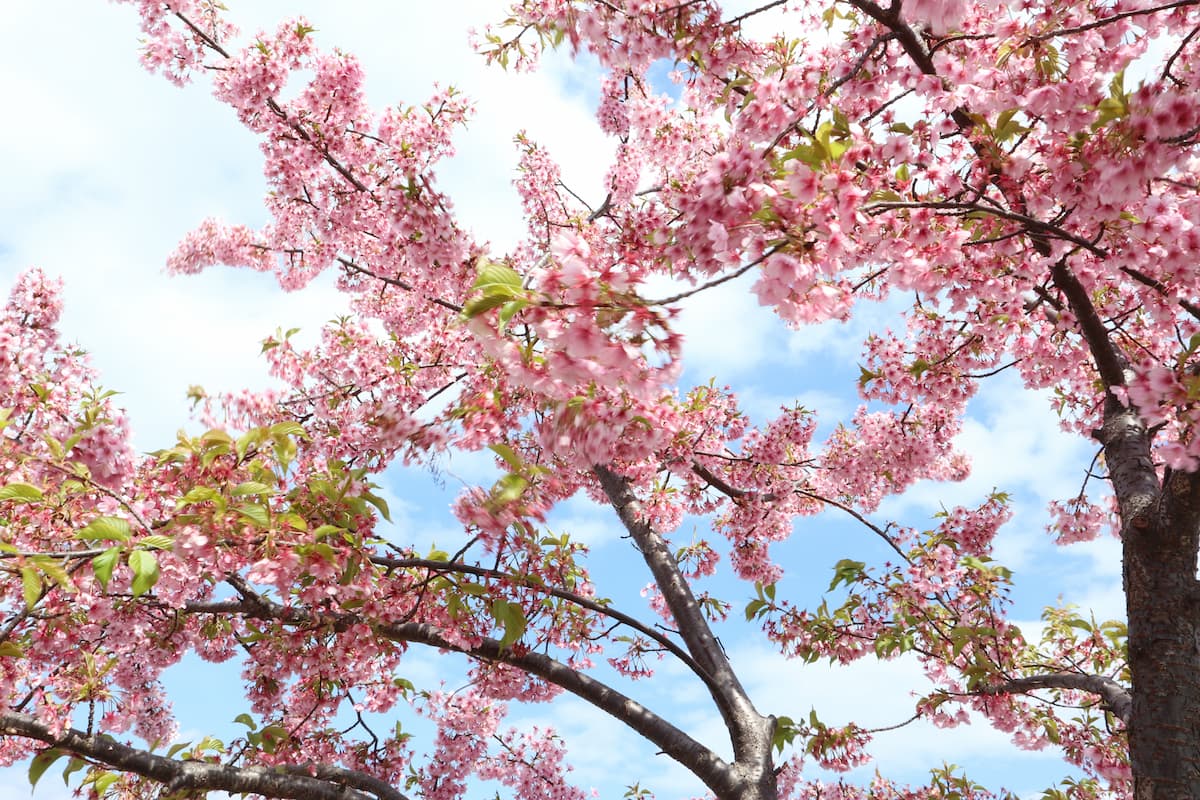 Kawazu-cherry-blossom