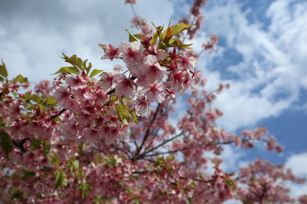 Kawazu-cherry-blossom