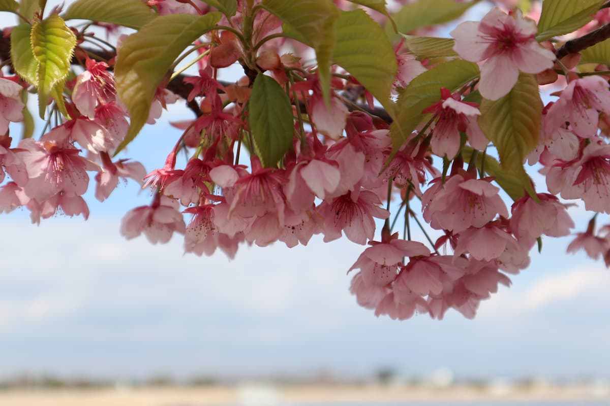 Kawazu-cherry-blossom