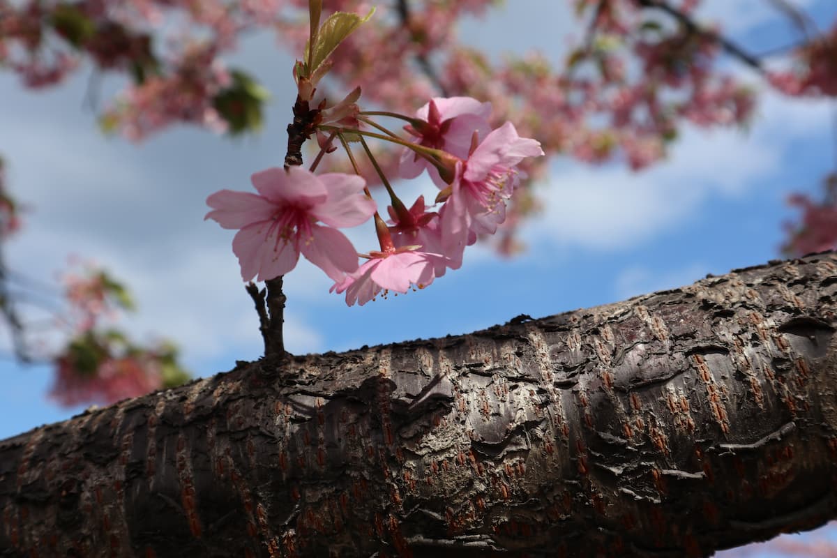 blue-sky-and-flower