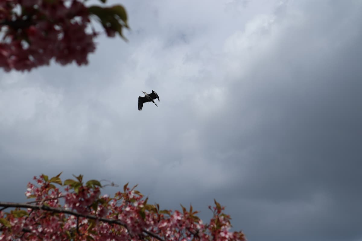 gray-heron-flying