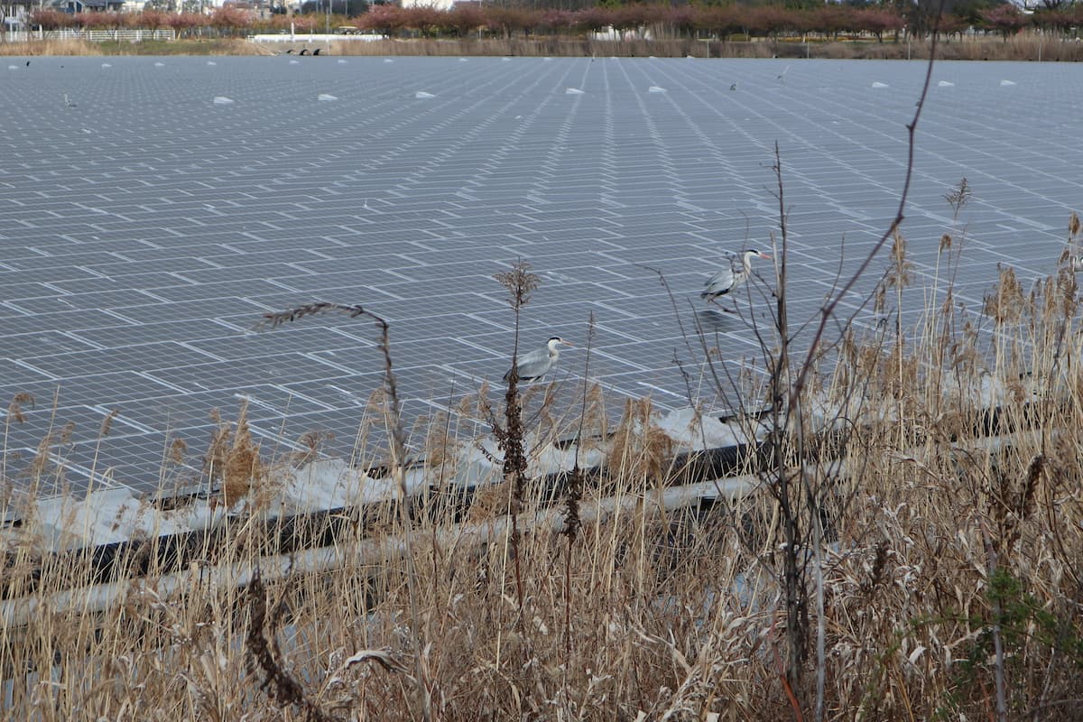 gray-heron-on-the-solar-panels