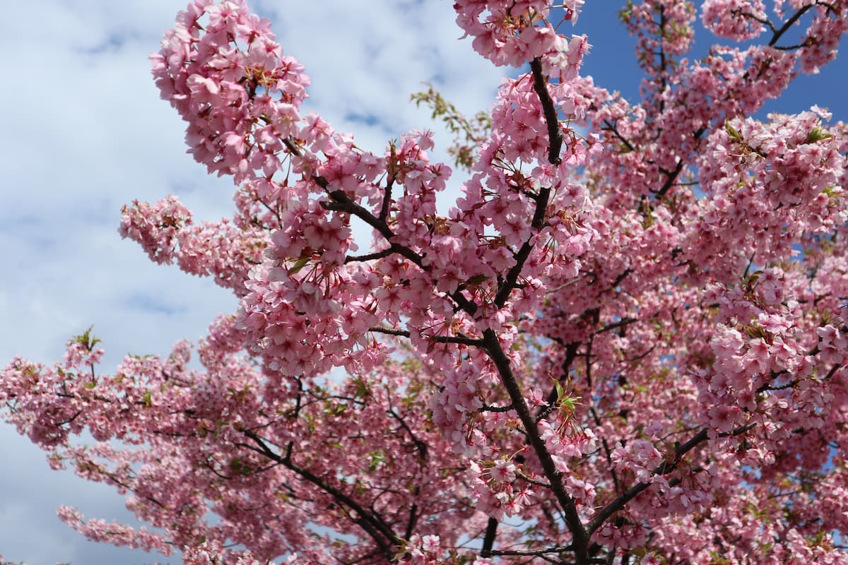 blue-sky-and-flower