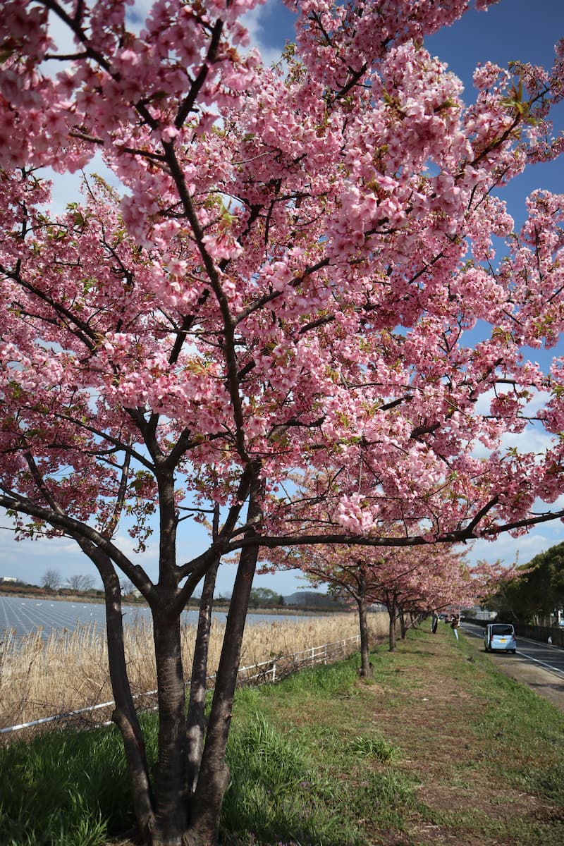 lake-Kojima-Hanakairo