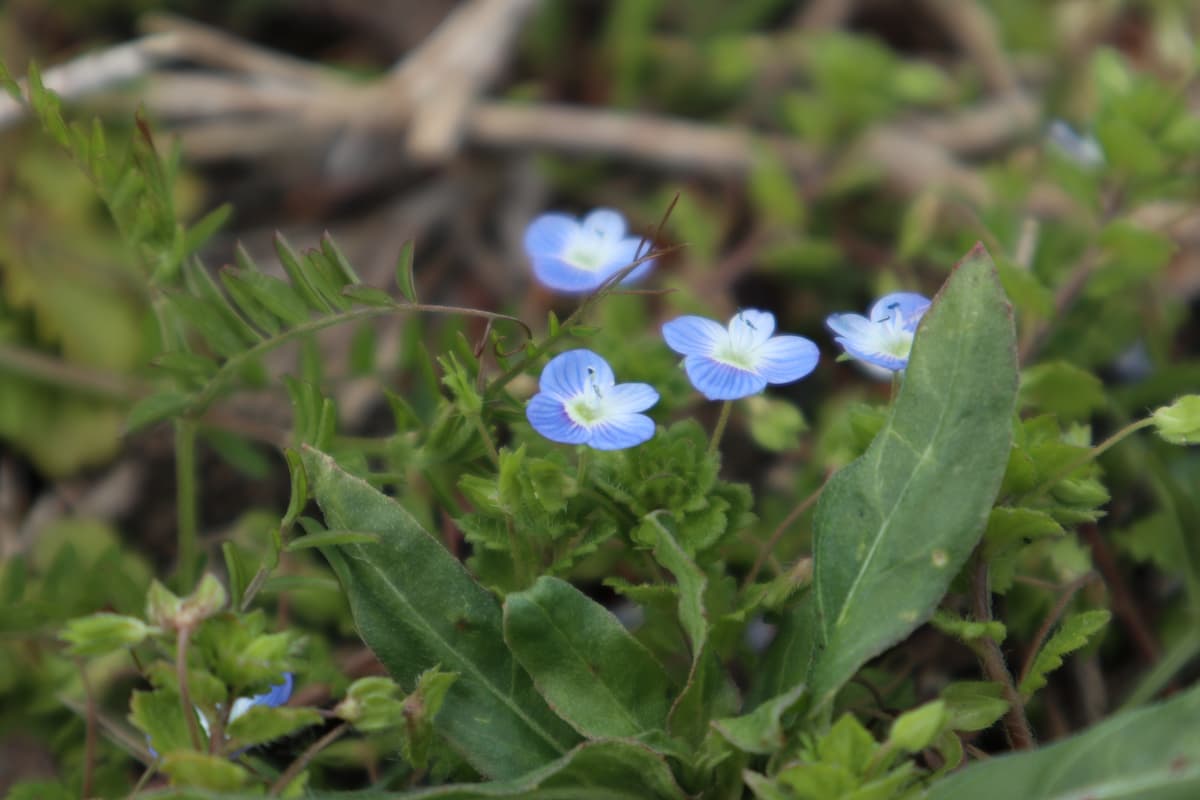 Persian speedwell