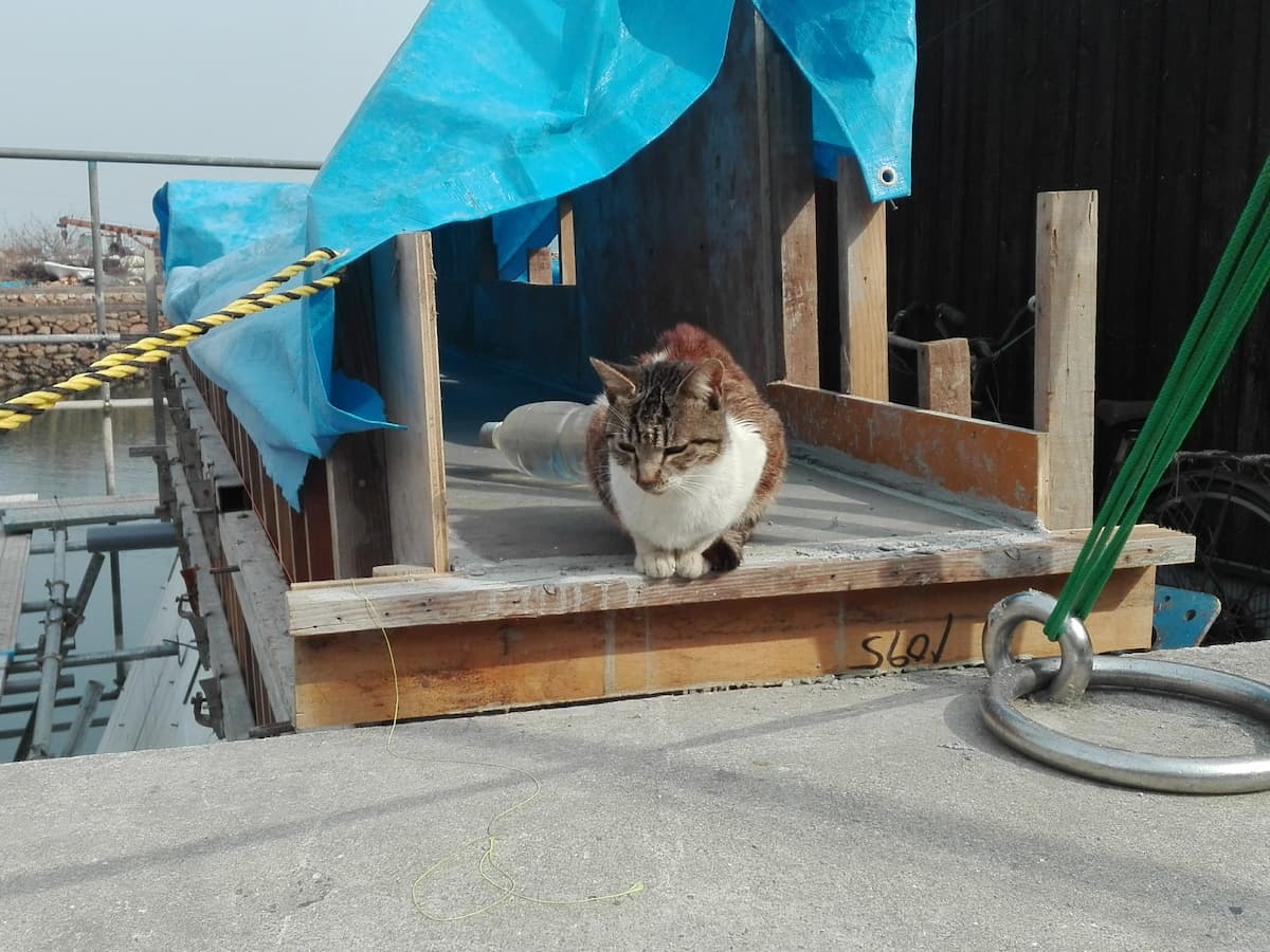 brown-and-white-tabby