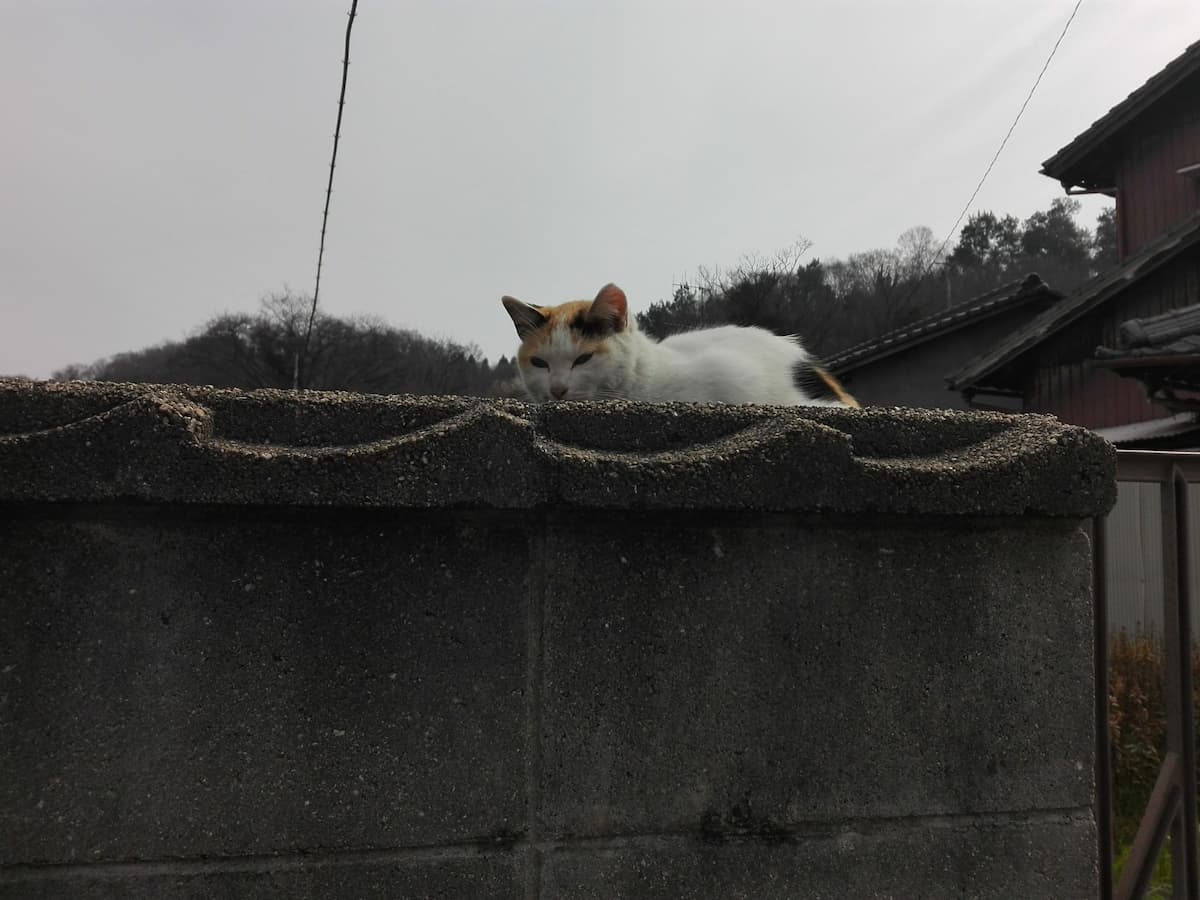 calico-cat-watching