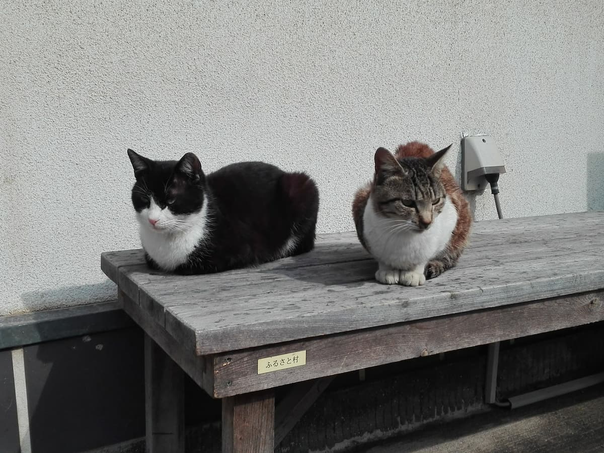 cats-on-the-bench