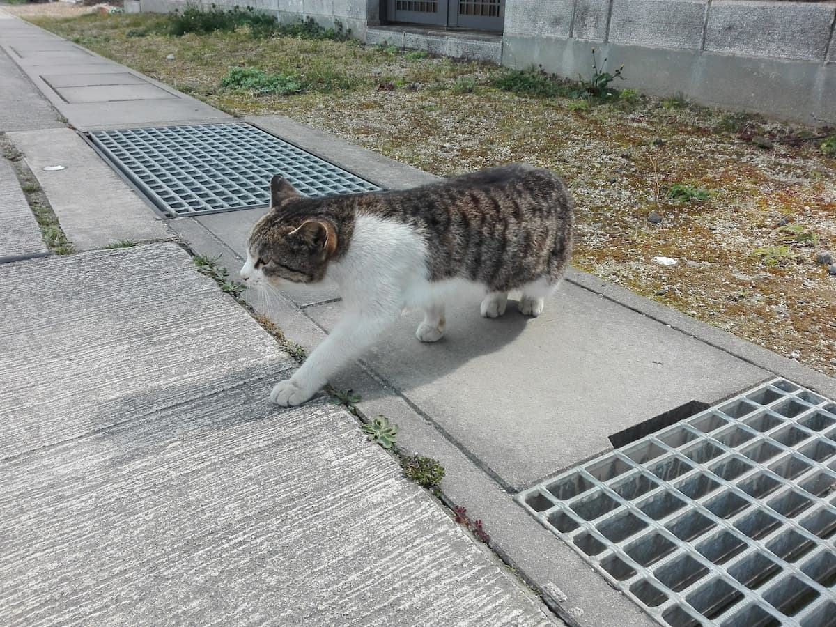 silver-and-white-tabby