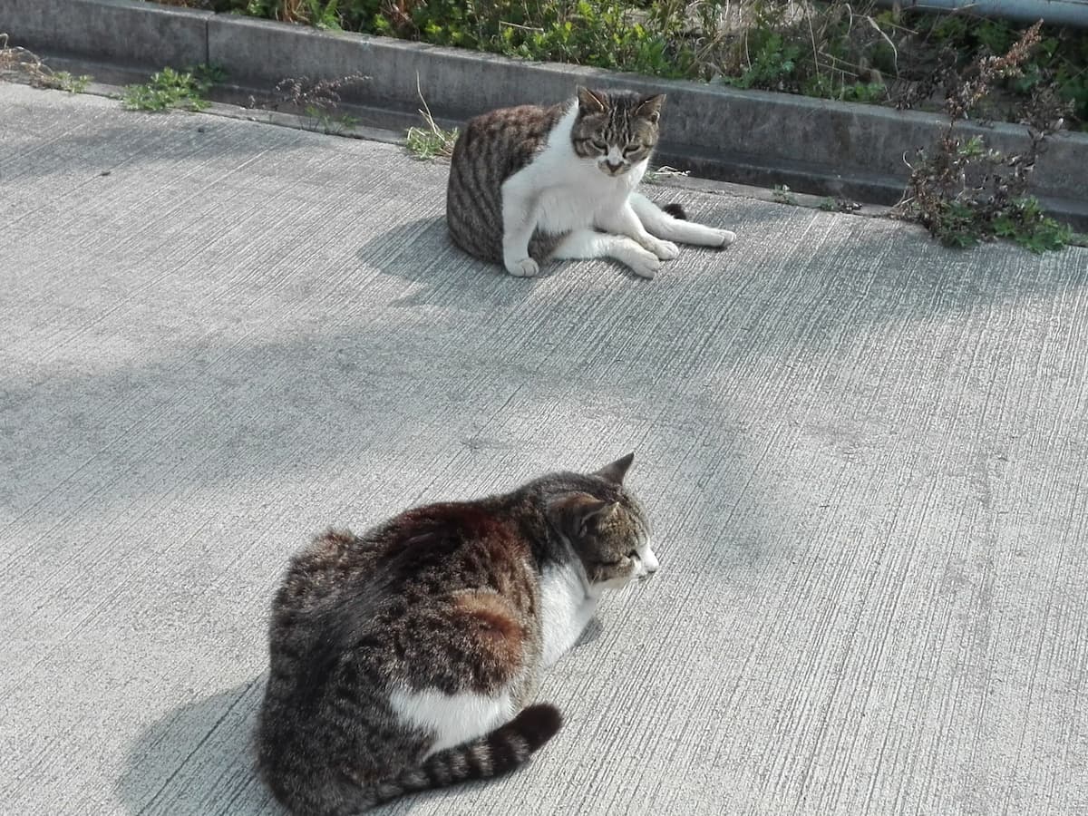 silver-and-white-tabby