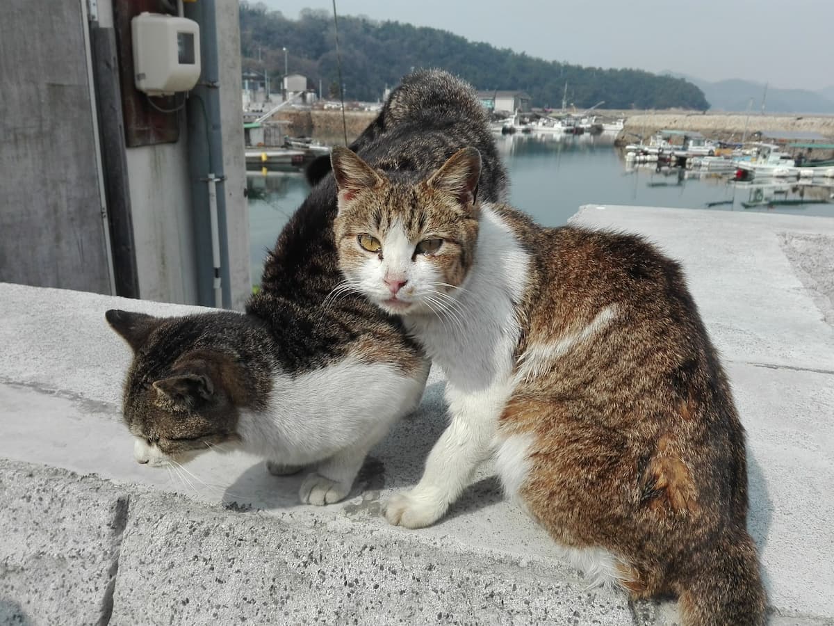 cats-on-the-embankment