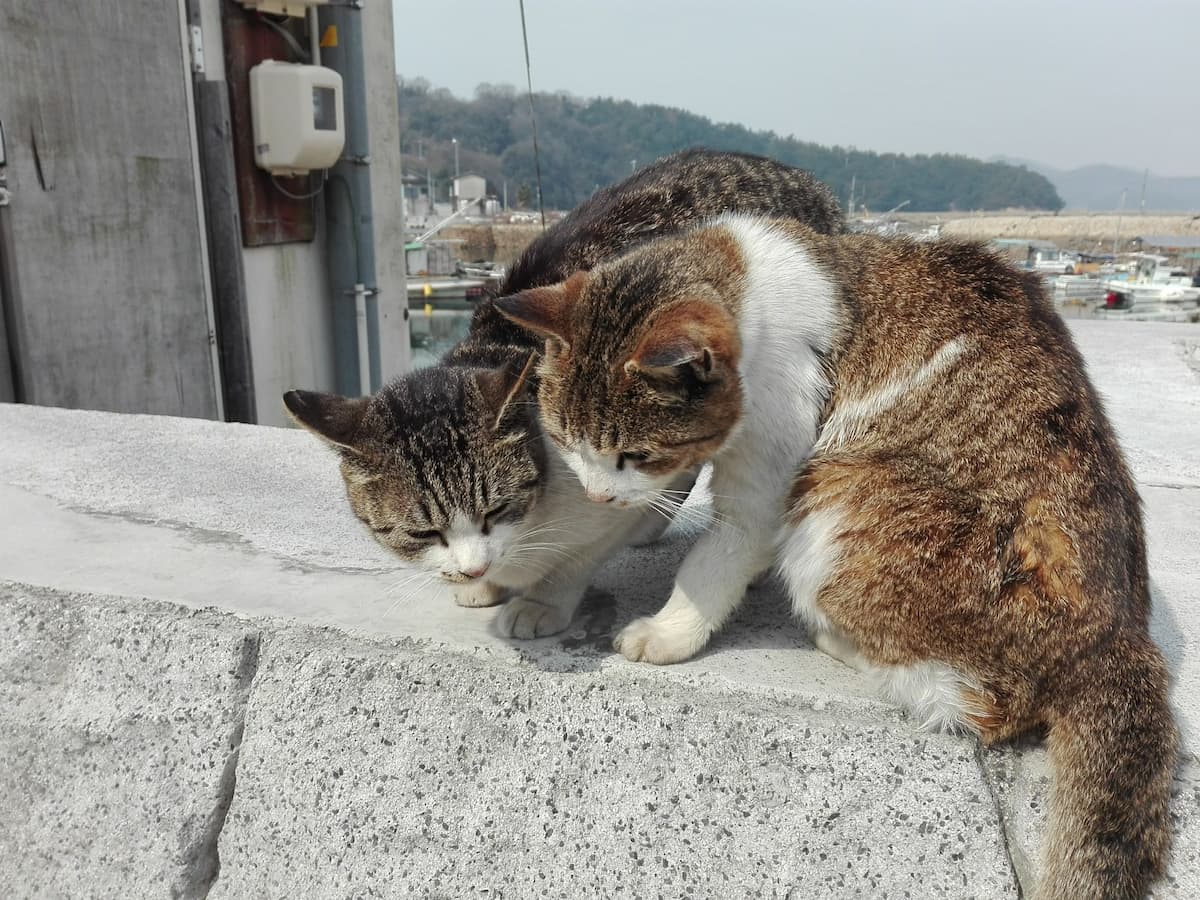 cats-on-the-embankment