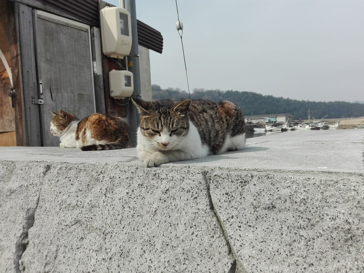 cats-on-the-embankment