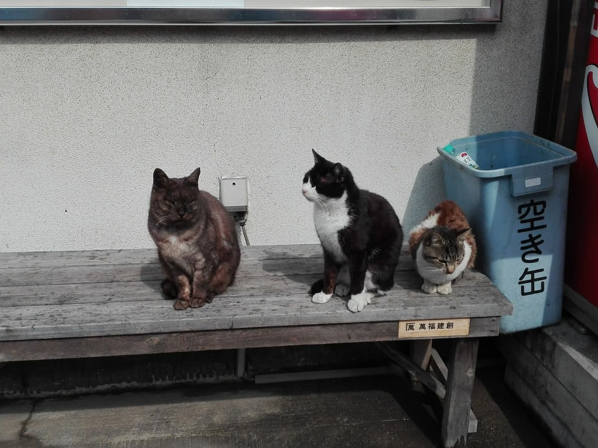 cats-on-the-bench