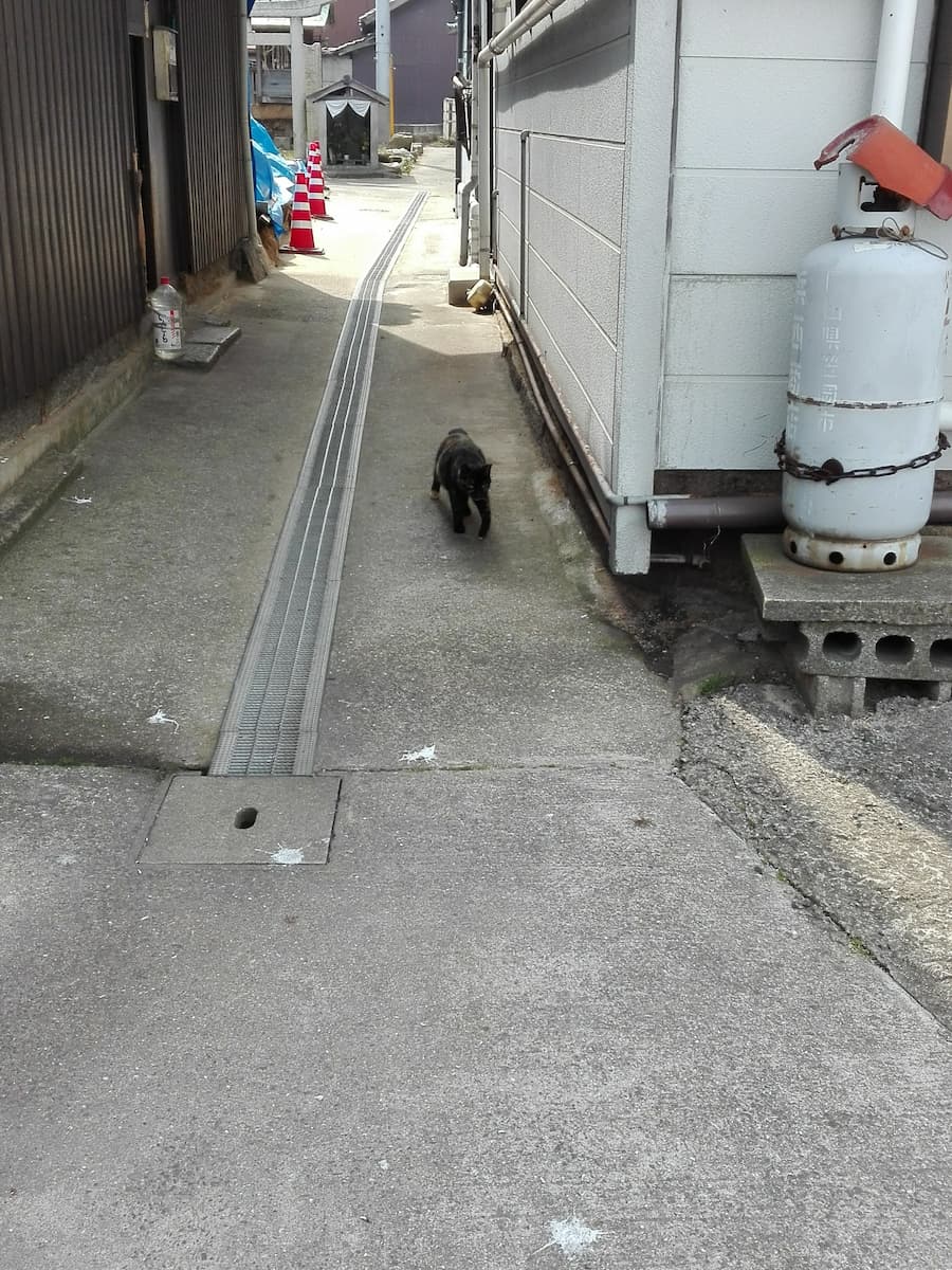 cat-coming-from-the-alley