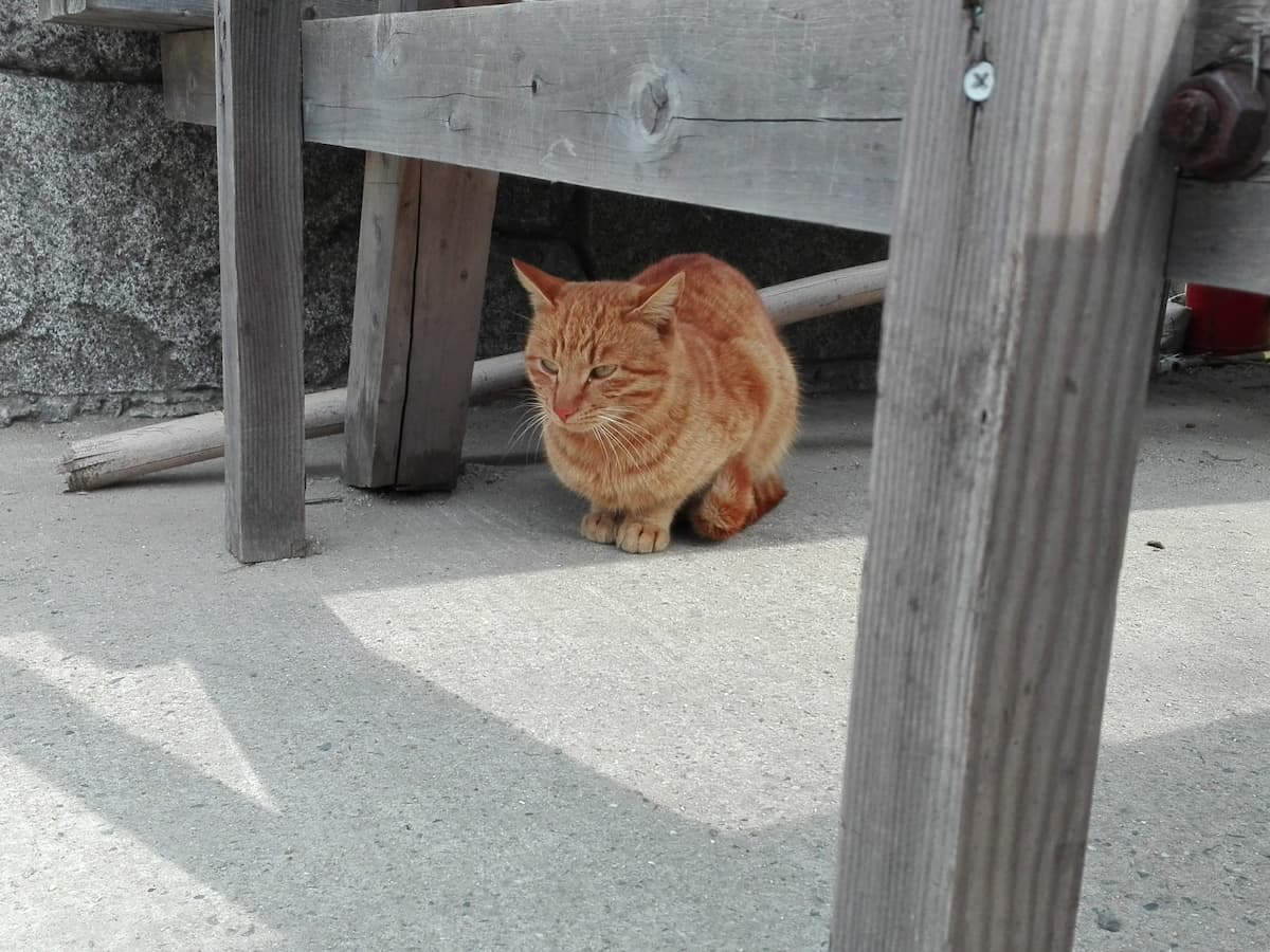 orange-tabby