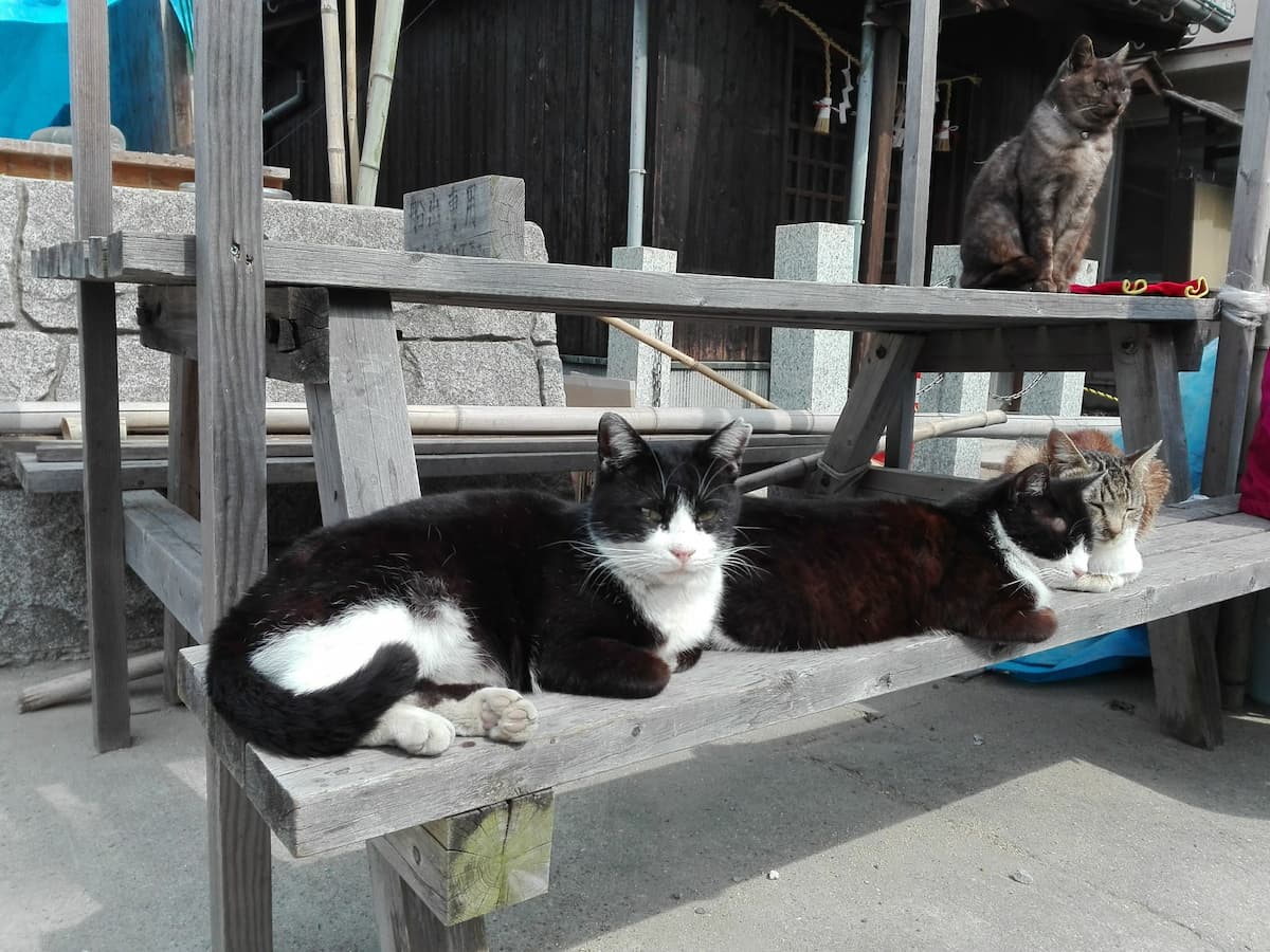 cats-on-the-bench