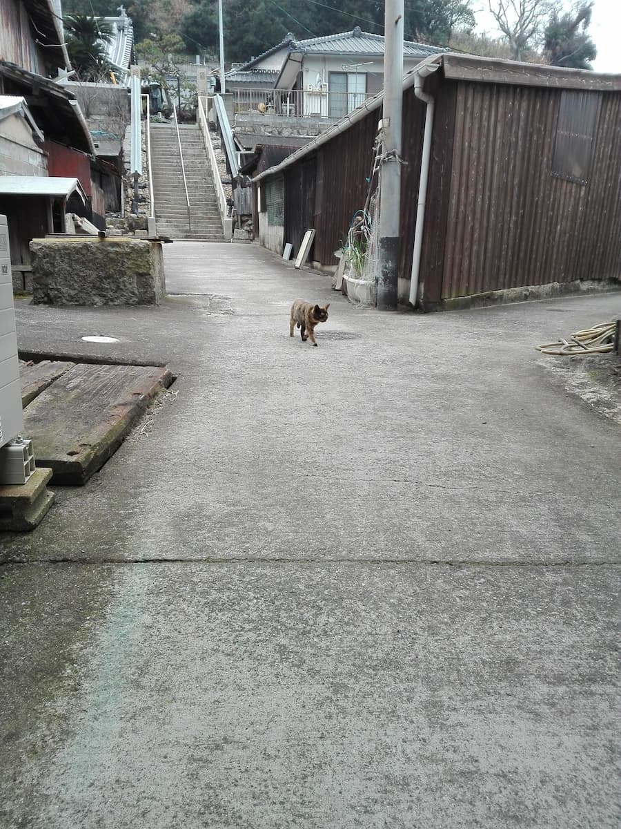 cat-coming-from-the-temple