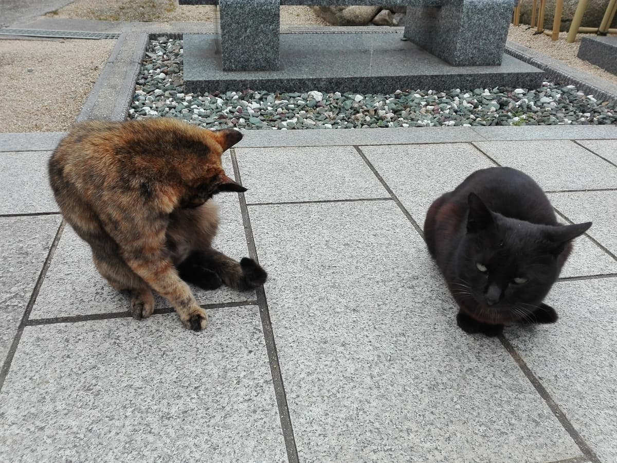 tortoiseshell-cat-and-black-cat