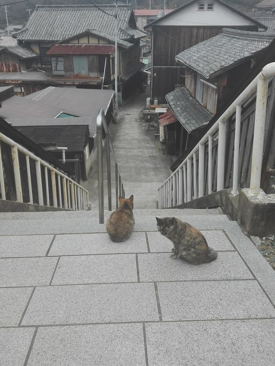 cats-sitting-on-the-stairs