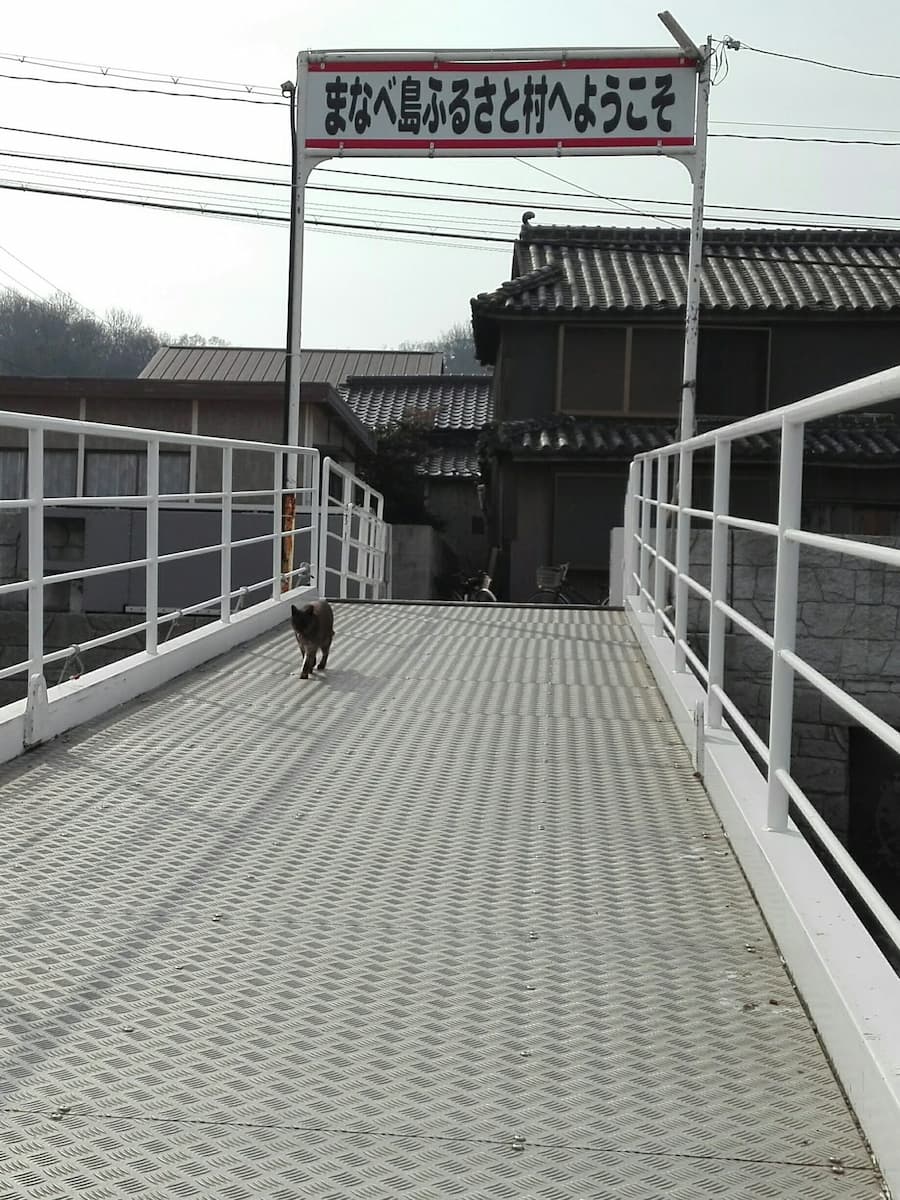 manabeshima-cat-welcoming