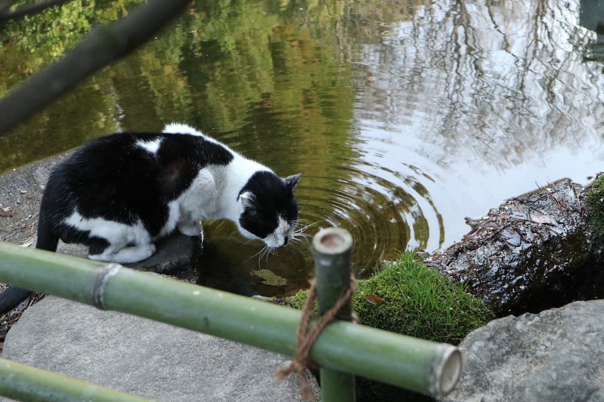 cat-drinking-water