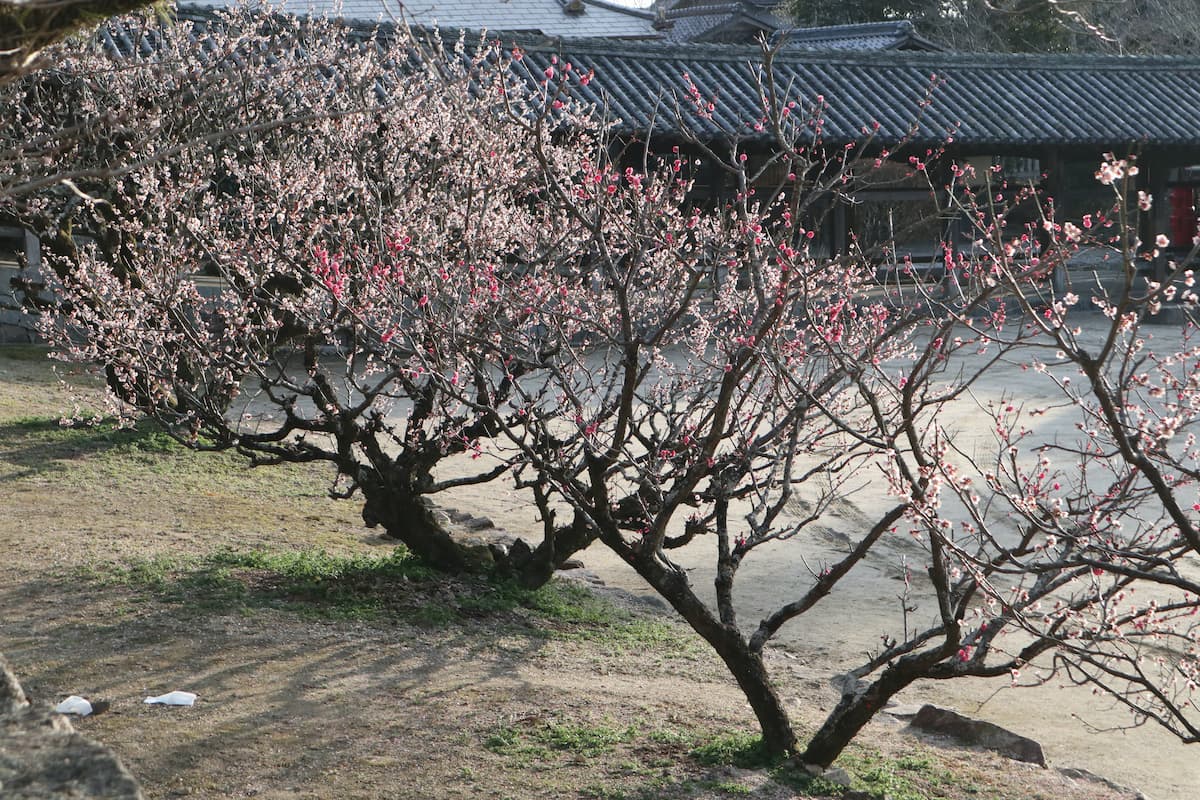 plum-trees