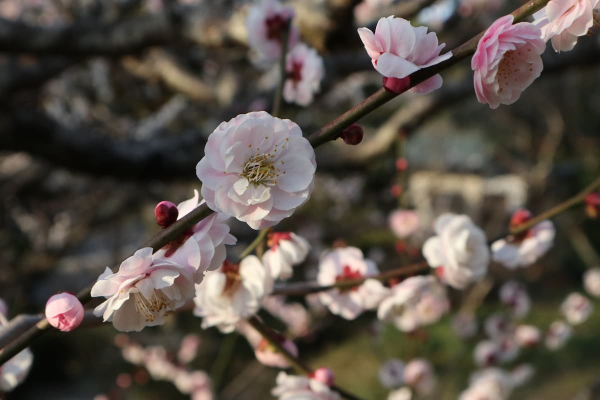 plum-blossoms