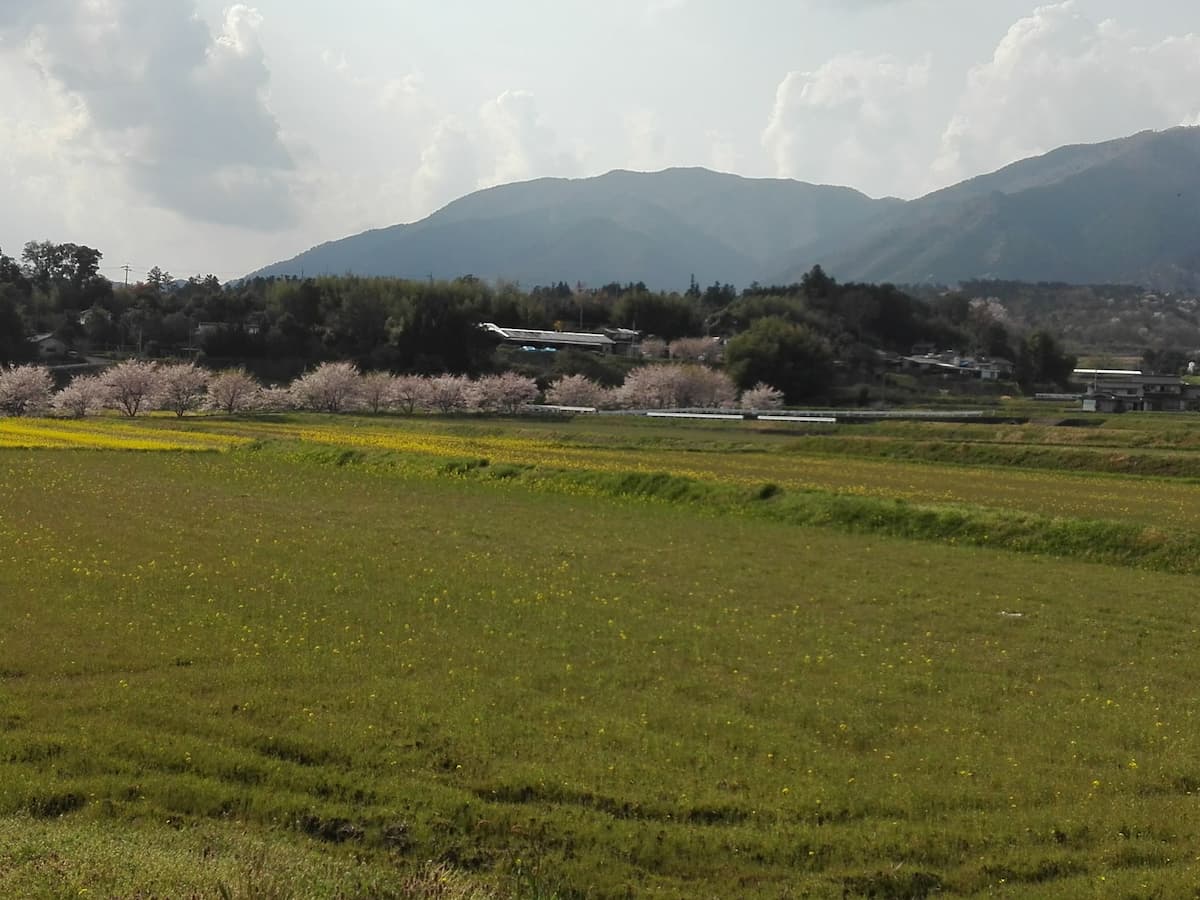 canola-fields-and-cherry-trees