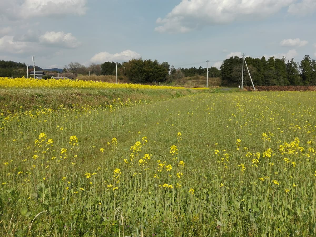 canola-fields