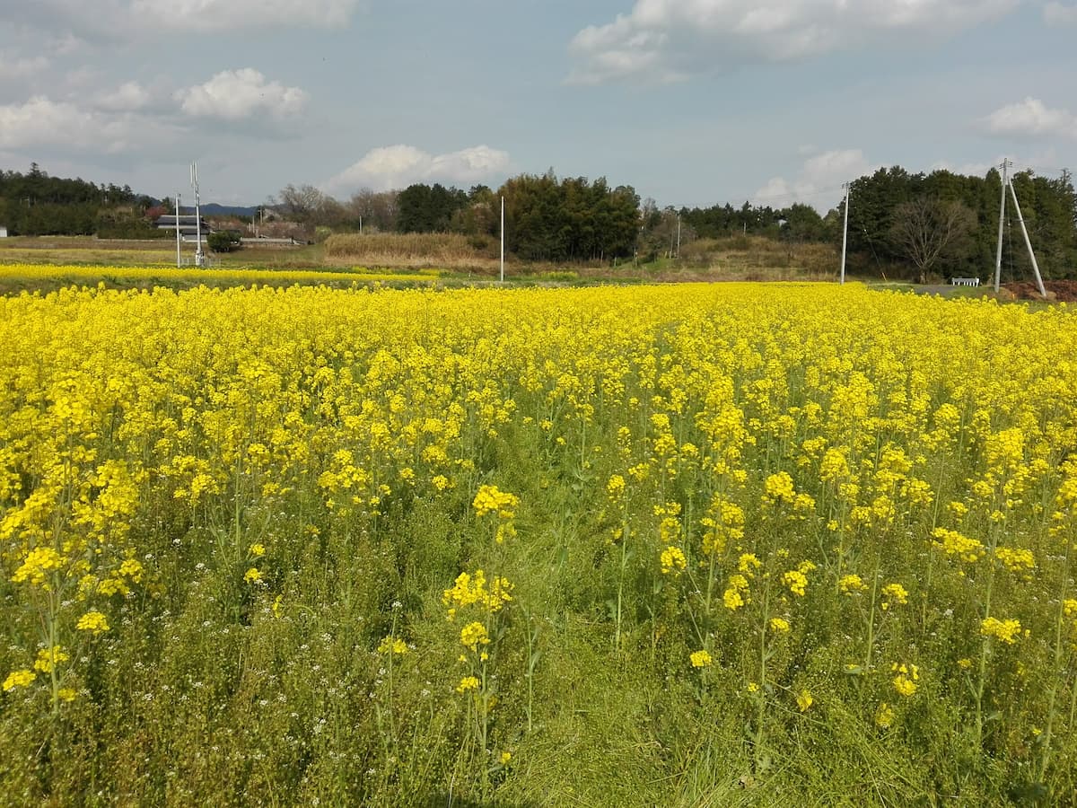 canola-fields