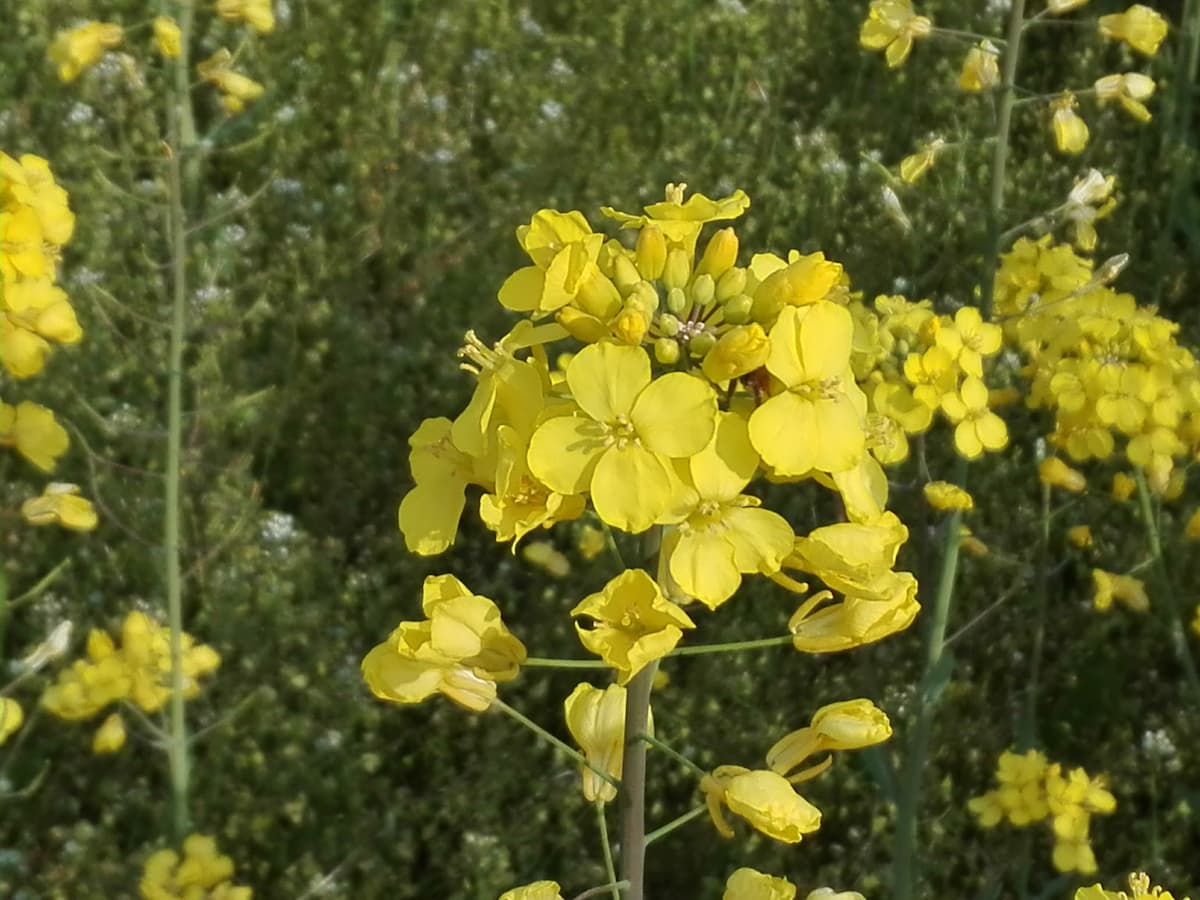 canola-flowers