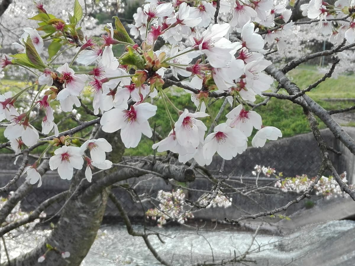 cherry-flowers