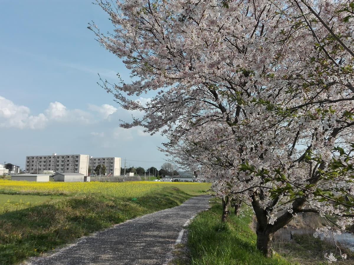 cherry-blossoms