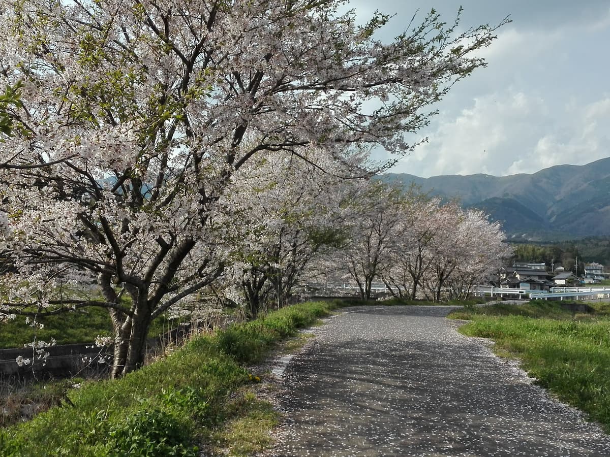 cherry-blossoms