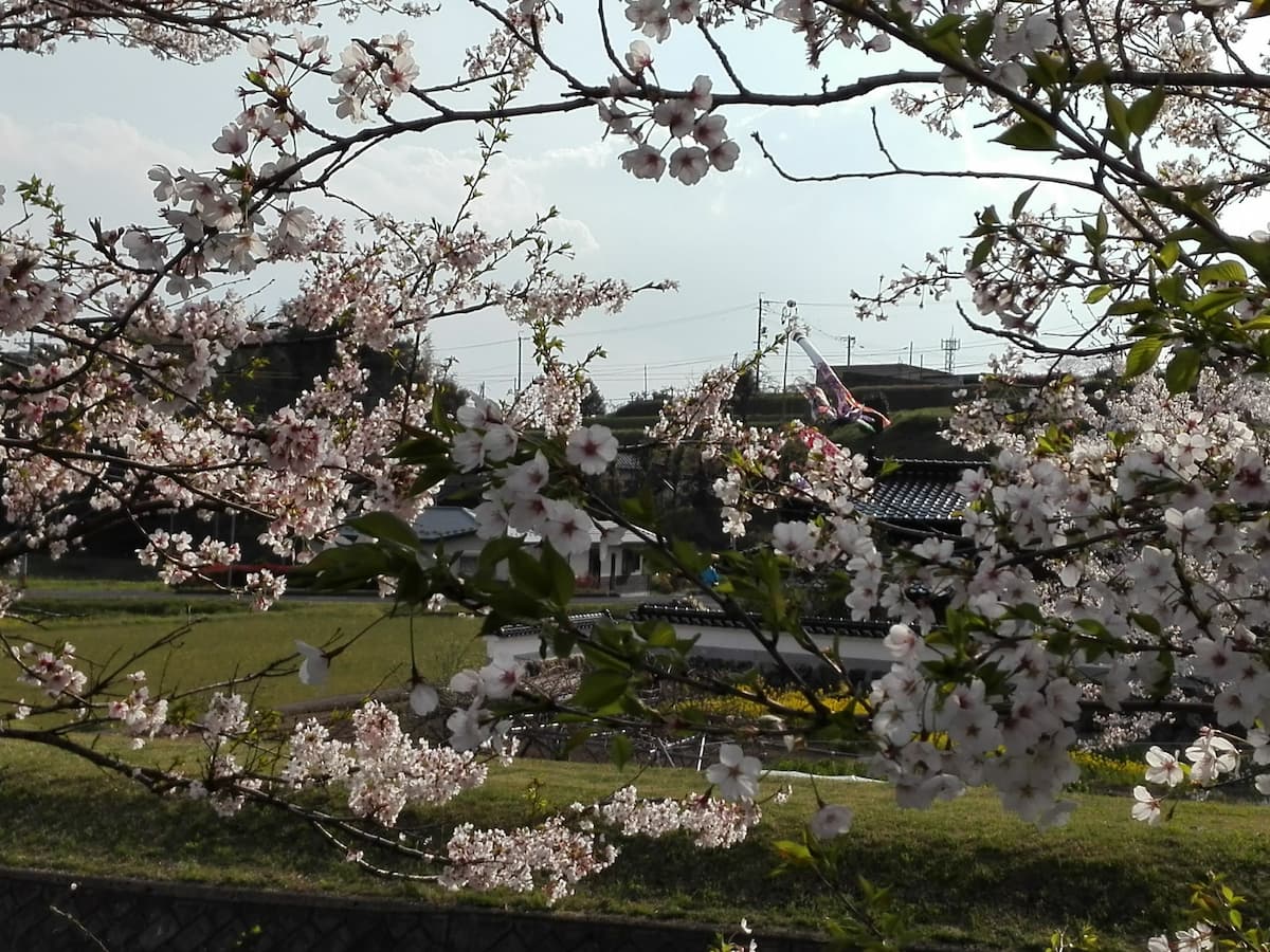 cherry-flowers