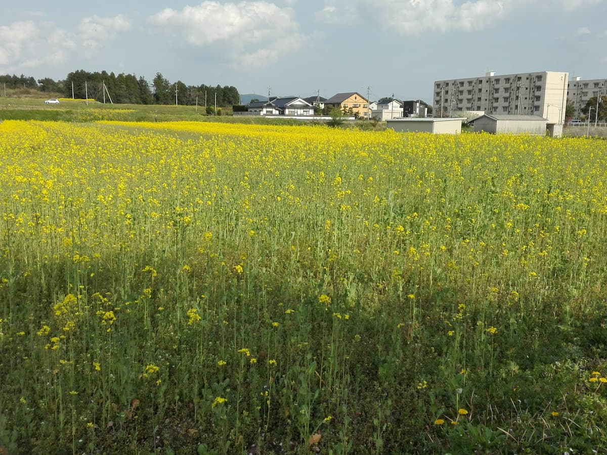 canola-fields