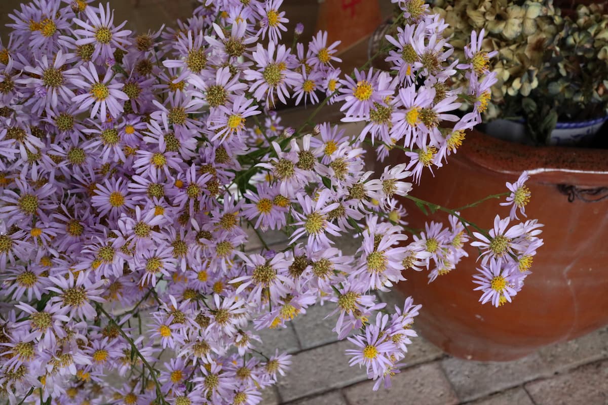 小さな紫の菊の花