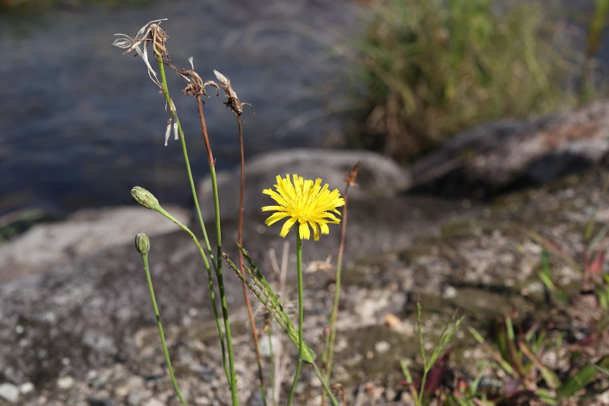 河原に咲くタンポポ