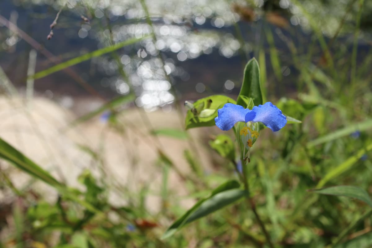 河原に咲く露草
