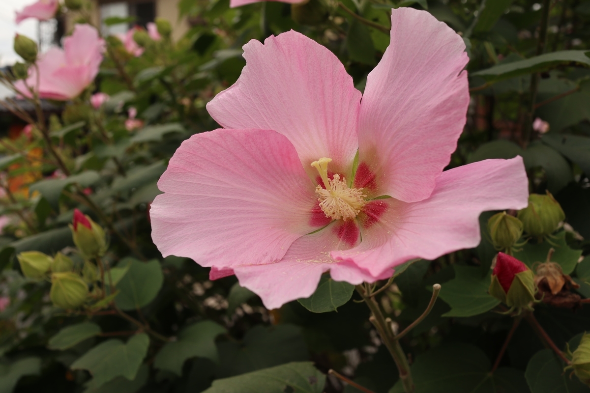 ピンクの大きな花